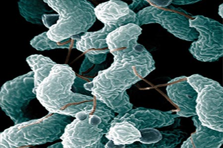 Campylobacter bacteria 