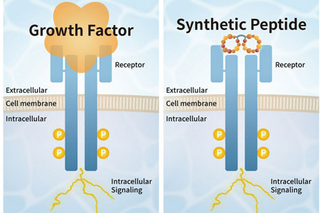 PeptiGrowth Inc. and Orizuru Therapeutics, Inc. Enter into Joint Development of Novel Synthetic Peptide Based Growth Factor
